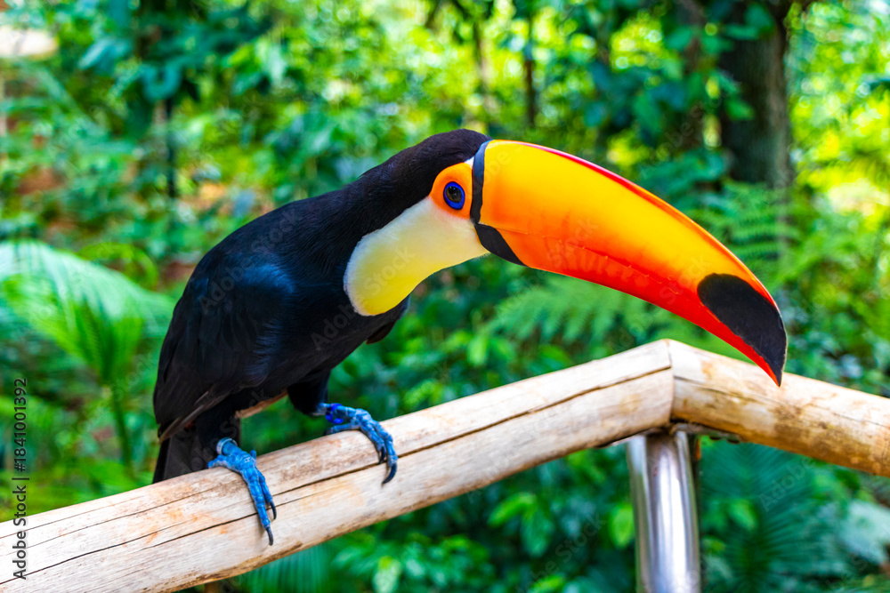 Fototapeta premium Toco toucan colorful bird in tropical nature jungle of Brazil.
