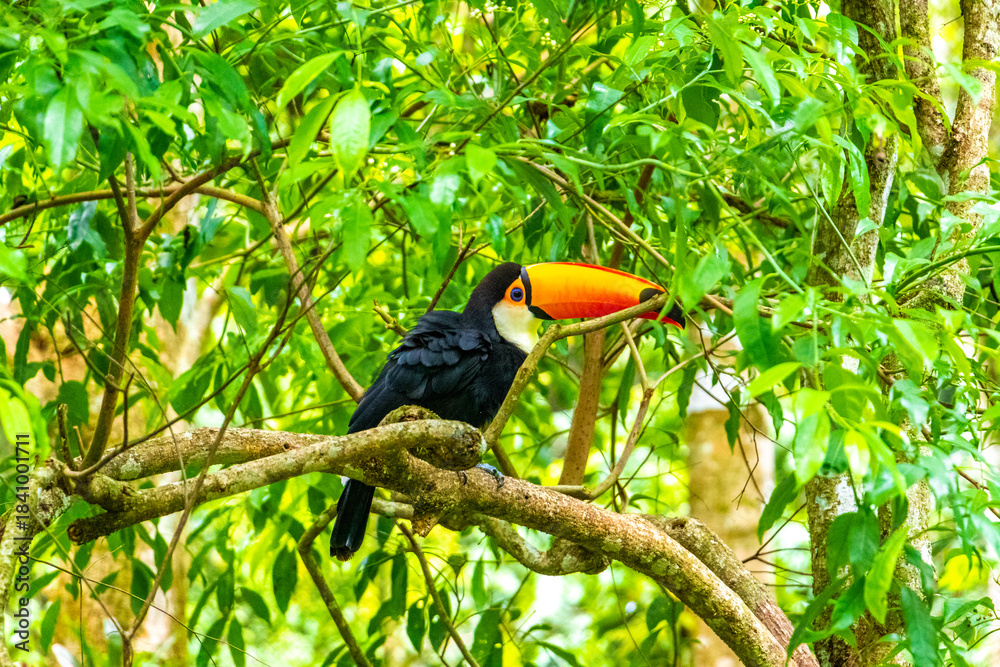 Fototapeta premium Toco toucan colorful bird in tropical nature jungle of Brazil.
