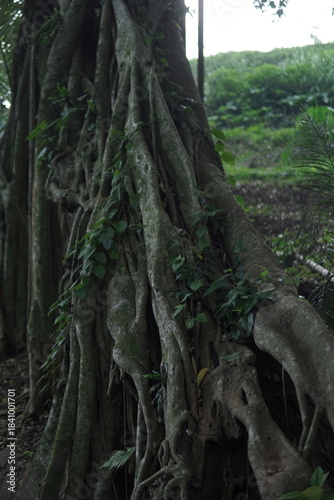 Majestic Banyan Trees with Intertwined Roots and Green Canopies