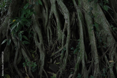 Majestic Banyan Trees with Intertwined Roots and Green Canopies