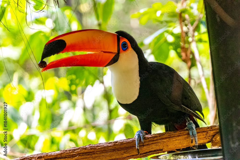 Fototapeta premium Toco toucan colorful bird in tropical nature jungle of Brazil.