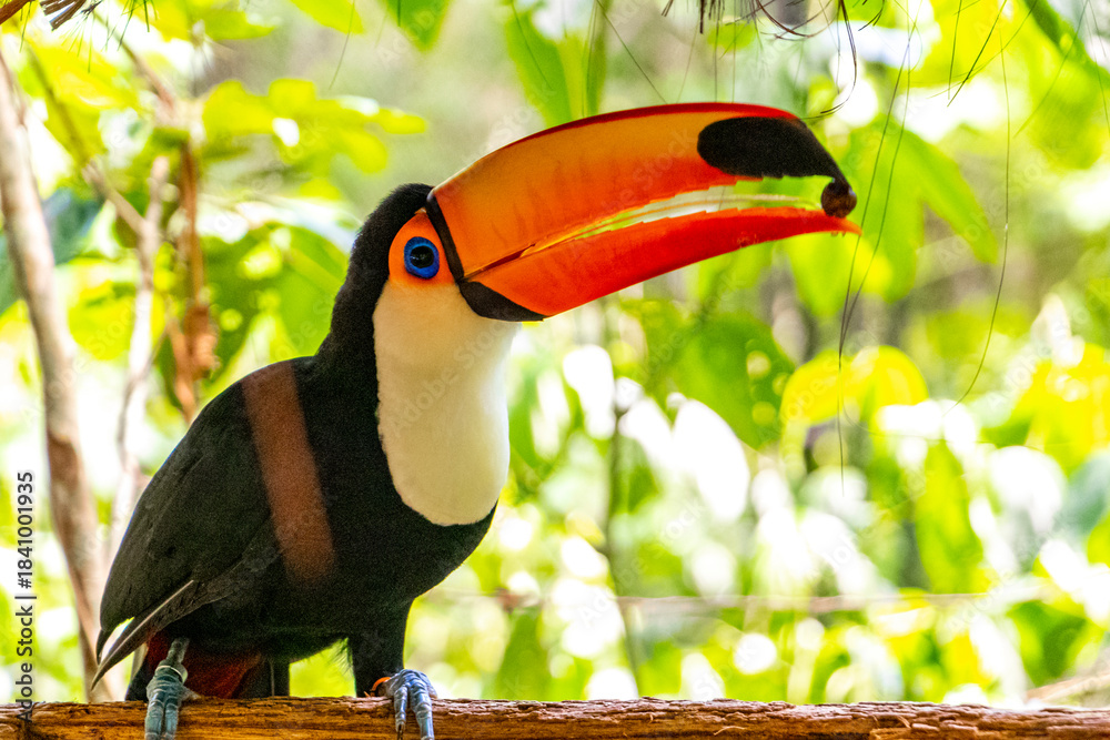 Fototapeta premium Toco toucan colorful bird in tropical nature jungle of Brazil.