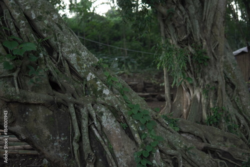 Majestic Banyan Trees with Intertwined Roots and Green Canopies