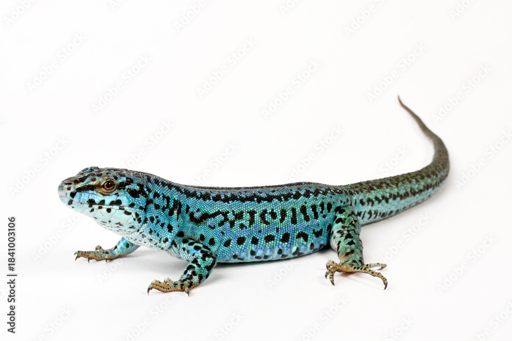 Naklejka premium Ibiza wall lizard // Pityusen-Eidechse // lagartija de las Pitiusas (Podarcis pityusensis formenterae) - Formentera, Spain