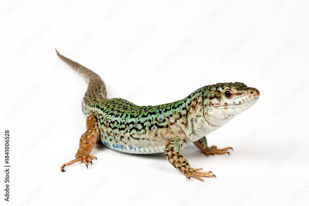 Obraz premium Ibiza wall lizard // Pityusen-Eidechse // lagartija de las Pitiusas (Podarcis pityusensis formenterae) - Formentera, Spain