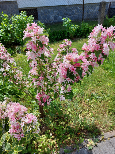 weigela bush in bloom. Garden. Pink and white flowers on branches
