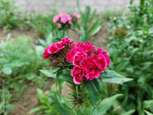 turkish carnation flower is blossoming. Spring garden. Bright red flowers close up