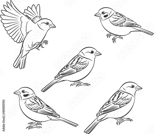 Five Line Art Sparrows in Various Poses on White Background bird flying