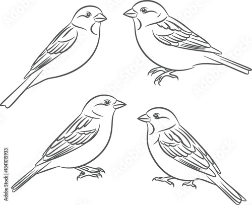 Wallpaper Mural Four Line Art Sparrows Facing Each Other on White Background bird looking Torontodigital.ca