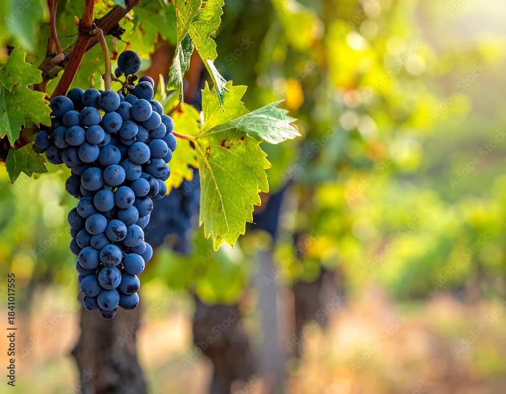 Naklejka premium Close-up of ripe, dark grapes hanging on a vine in sunlit vineyard