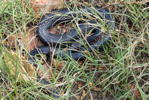 Australian Red-bellied Black Snake basking in-situ in a grassy patch of habitat