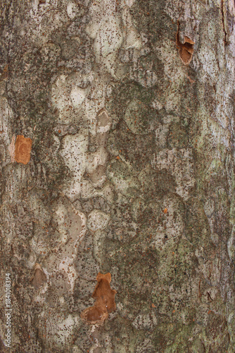 Wallpaper Mural Closeup texture of natural Japanese Zelkova (Zelkova serrata) tree bark background. Rough surface of trunk. Torontodigital.ca