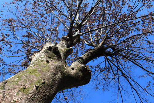 Wallpaper Mural Old Japanese Zelkova (Zelkova serrata) tree with dead leaves in winter bottom view background. Tree branches with few brown leaves against the blue sky in natural forest. Torontodigital.ca