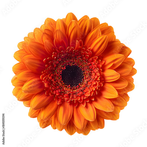 Vibrant Orange Gerbera Daisy Close-Up - Beautiful Flower Photography