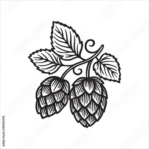 Vintage hand drawn vector of hop cones and leaves with bold engraving lines. Classic hop symbol for beer and brewing themes. Ideal for brewery logos and labels. Part of set.
