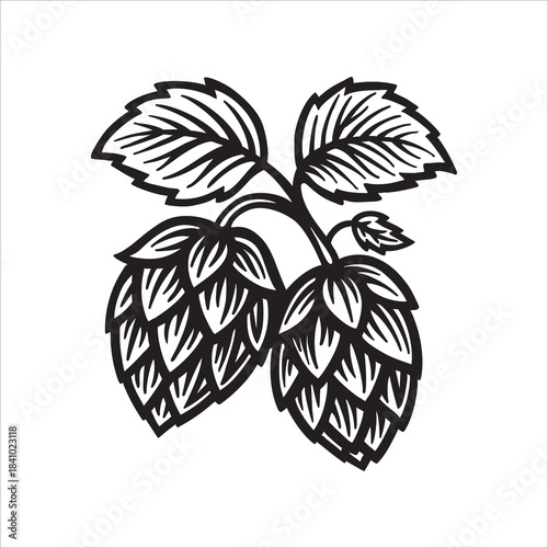 Vintage hand drawn vector of hop cones and leaves with bold engraving lines. Classic hop symbol for beer and brewing themes. Ideal for brewery logos and labels. Part of set.
