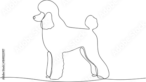 Elegant Poodle Dog Standing in Profile with Curly Fur and Graceful Posture