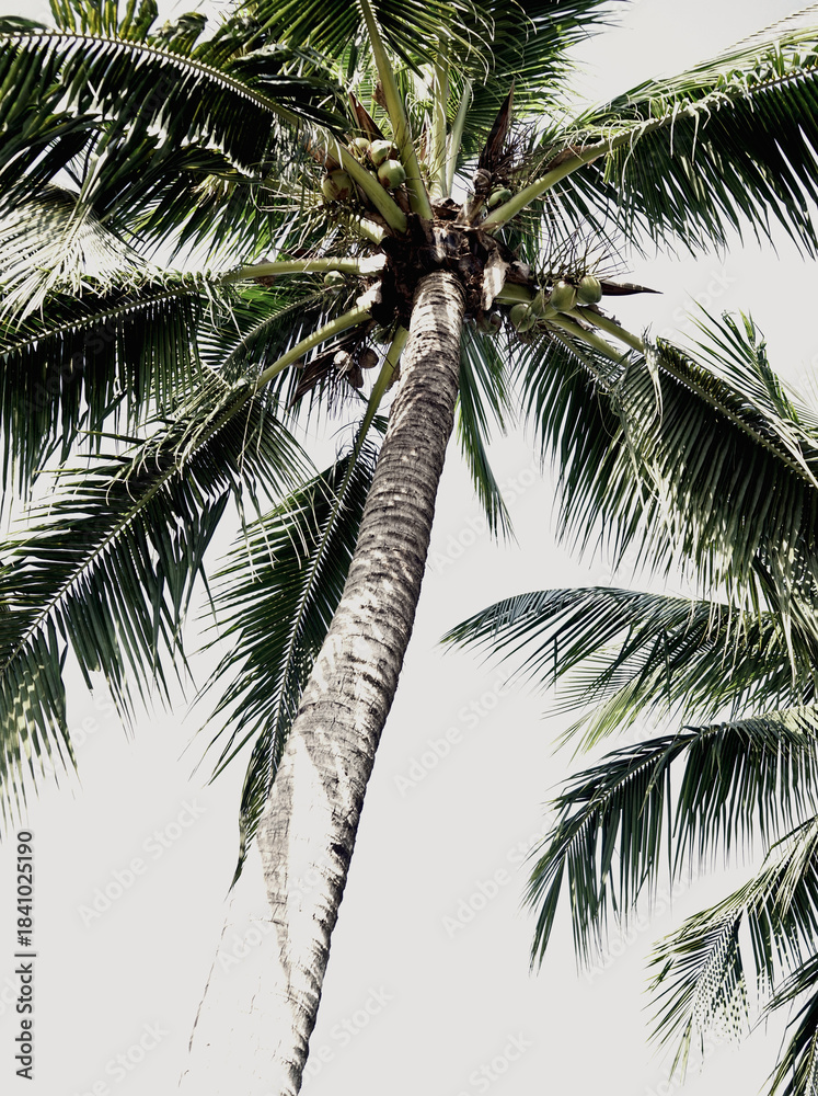 Naklejka premium Organic photo nature tropical palm coconut plant trunk green foliage neutral tones summer vibes