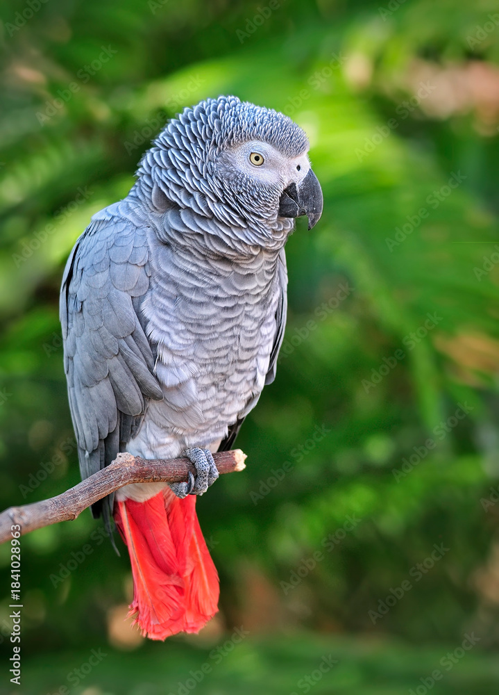 Fototapeta premium WCC_0133- African Grey Parrot