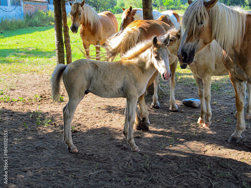 Young horses in a farm