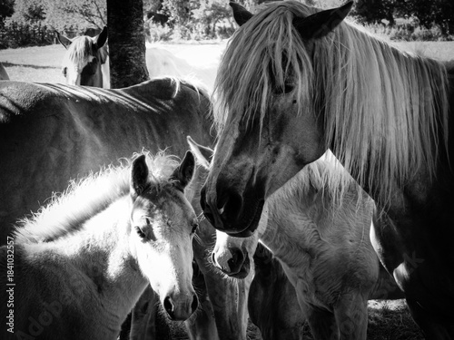 Young horses in a farm