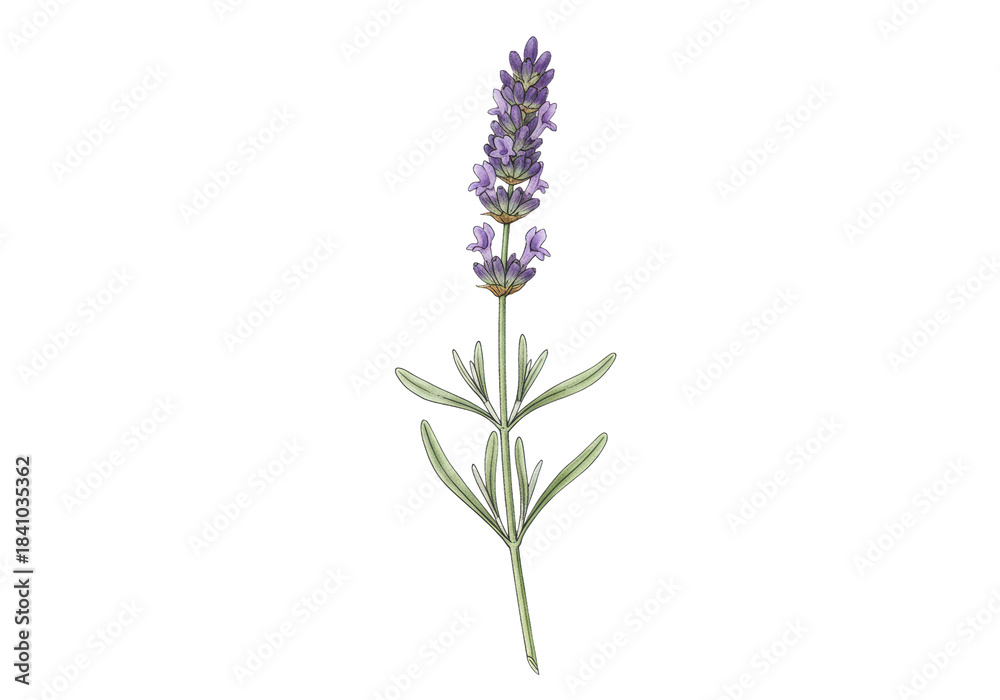 Naklejka premium Meticulous botanical watercolor illustration of a vibrant purple provence lavender sprig, wet-on-wet technique, isolated on a transparent background with copy space. Concept of natural ingredients