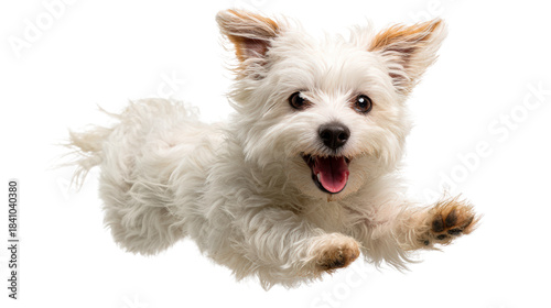 Happy playful white dog mid jump with tongue out, conveying joy and energy perfect for pet care ads and lifestyle promotions.