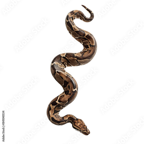 PNG of A beautifully patterned brown and tan boa constrictor snake coiled elegantly against a transparent background.