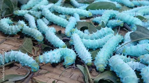 The image displays the larvae, or caterpillars, of the Eri silkworm moth (Samia ricini). These insects are economically important for producing Eri silk. 