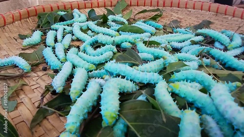 The image displays the larvae, or caterpillars, of the Eri silkworm moth (Samia ricini). These insects are economically important for producing Eri silk. 