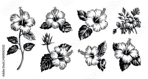 Set of vintage black and white hibiscus flowers and buds in linocut style for floral graphics and tropical themes
