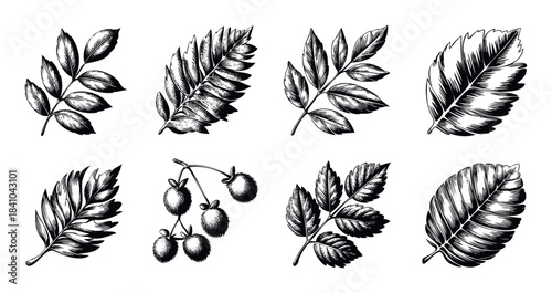 Collection of handdrawn botanical elements including various leaves and berries, perfect for naturethemed graphic designs, invitations, and decorative projects.