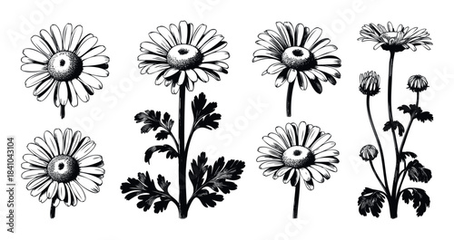 Hand drawn black and white daisy flowers and buds in linocut style collection for natural botanical decoration and spring greeting cards.