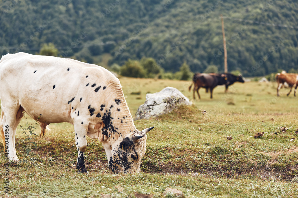 Naklejka premium Pasture scene with cows grazing in a quiet rural field, calm cattle feeding on grass, distant hills in the background, a serene pastoral landscape.