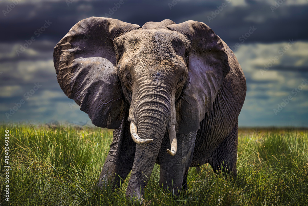 Fototapeta premium African Elephant in Tall Grass, Serengeti (Loxodonta africana)