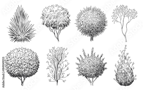 Eight black and white ink of various trees and plants