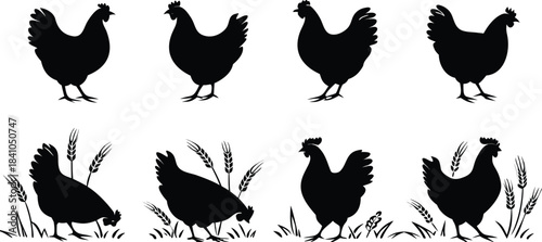 Silhouettes of chickens farm animals rural scene

