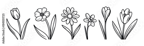Collection of hand drawn spring flowers including tulips daisies and crocuses perfect for seasonal greetings and nature themed projects