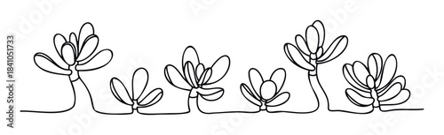 Continuous line drawing of succulent plants in a row for organic growth and natural beauty themes, ideal for garden or botanical concepts.