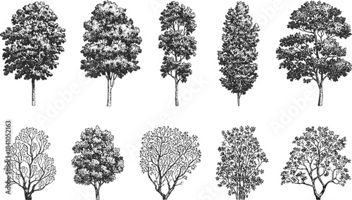 Ten black and white hand drawn trees and bushes nature