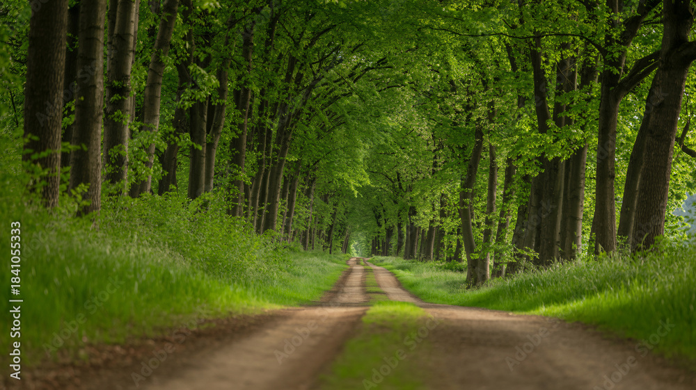 Obraz premium A serene dirt path winding through a vibrant green forest with tall trees forming a natural canopy overhead, creating a peaceful tunnel effect.