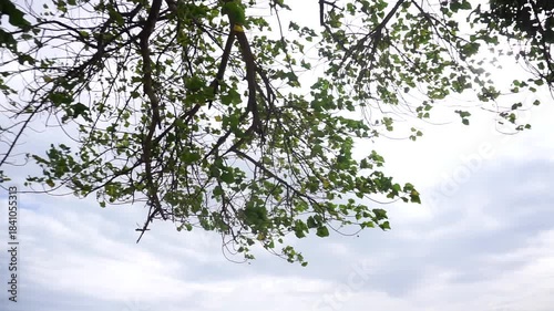 Under big tree, Tree canopy move by wind and clouds background