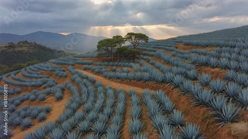 Dramatic aerial view of blue agave fields and sun rays over a Mexican mountain landscape.