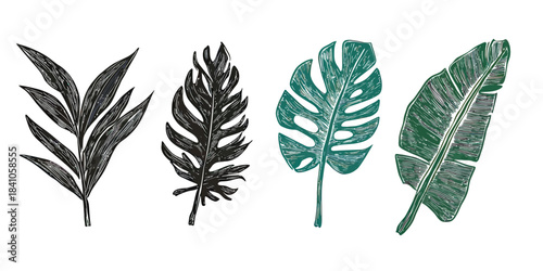 Hand drawn tropical leaves illustration set with detailed black and green crayon brush texture featuring palm, monstera, banana tree foliage silhouette elements for design