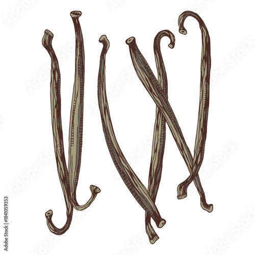 Vanilla pods hand drawn vector