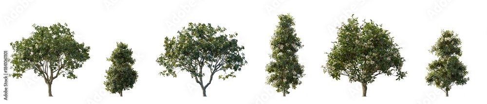 Fototapeta premium Magnolia Grandiflora (Southern Magnolia) isolated PNG on a transparent background premium nature cutout