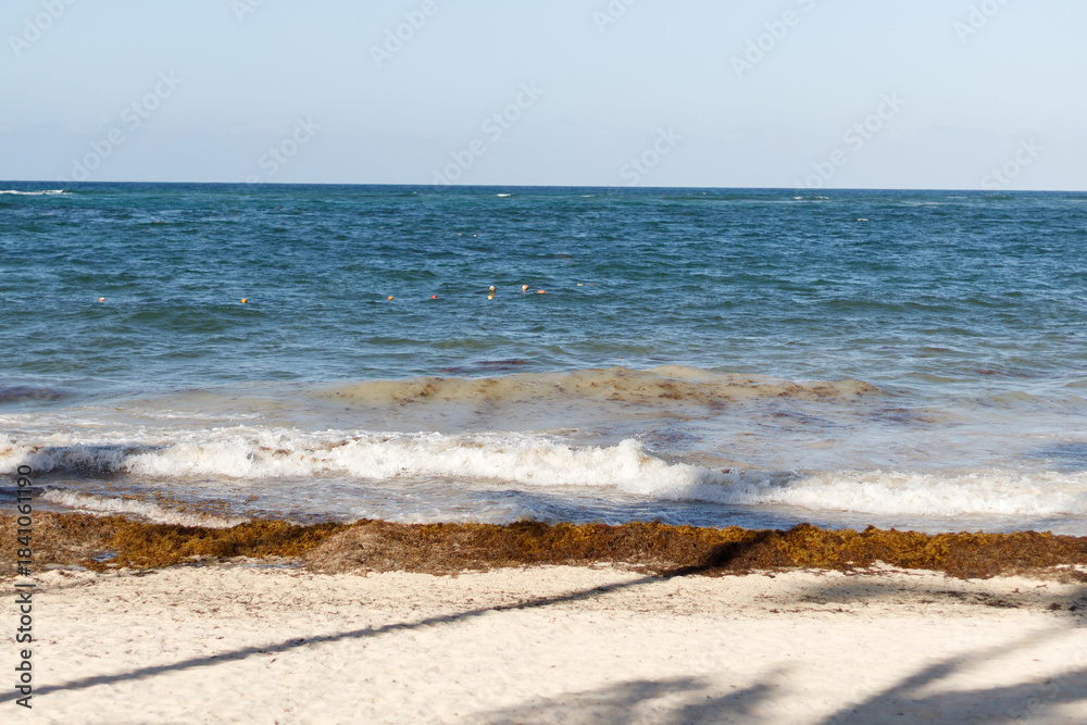 Obraz premium White sand beach with palm trees, huge waves in Atlantic Ocean on sunny day. Seaweed in the water and on the shore. Vacation season in the Dominican Republic. Hurricane season in the Caribbean.