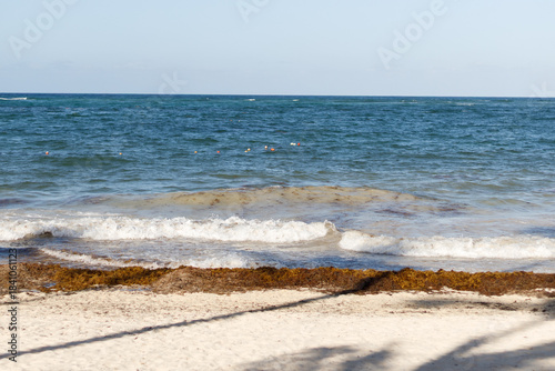 White sand beach with palm trees, huge waves in Atlantic Ocean on sunny day. Seaweed in the water and on the shore. Vacation season in the Dominican Republic. Hurricane season in the Caribbean.