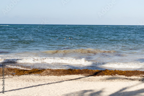 White sand beach with palm trees, huge waves in Atlantic Ocean on sunny day. Seaweed in the water and on the shore. Vacation season in the Dominican Republic. Hurricane season in the Caribbean.
