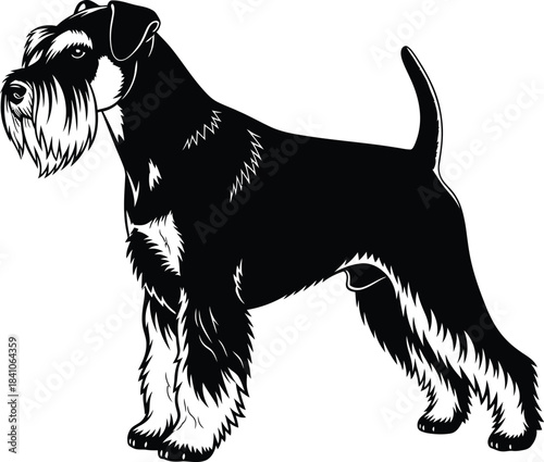 Black and white schnauzer dog vector illustration breed pet portrait eps silhouette